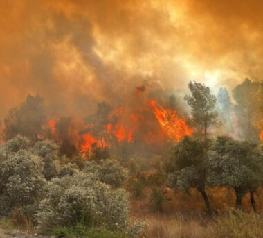 Orman yangınlarının sorumlusu bellidir: Açgözlü patronlar ve ülke kaynaklarını peşkeş çeken AKP!