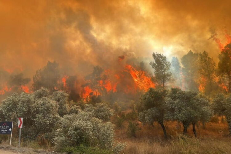 Orman yangınlarının sorumlusu bellidir: Açgözlü patronlar ve ülke kaynaklarını peşkeş çeken AKP!